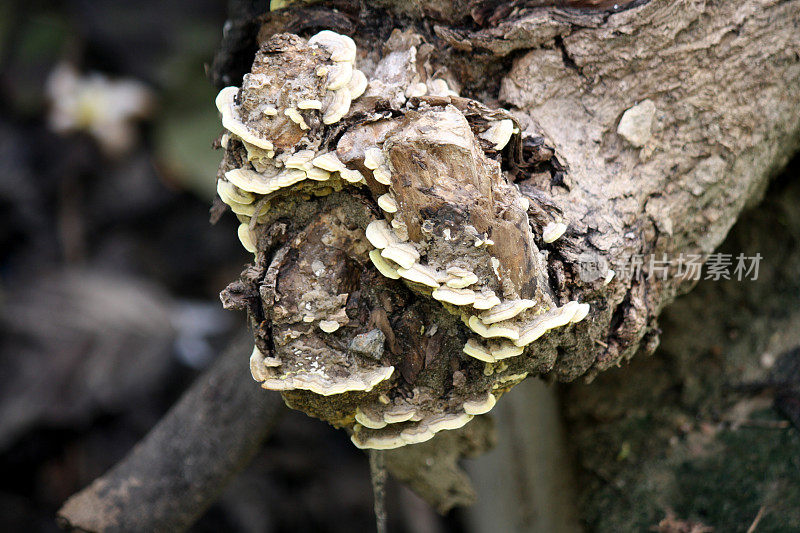 倒下的树上的支架或架子上的真菌:(图片来源:Sanjiv Shukla)